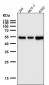 Anti-PTBP2 Rabbit Monoclonal Antibody