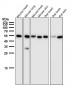 Anti-PTBP2 Rabbit Monoclonal Antibody