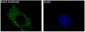 Anti-Rab4A/Rab4 Rabbit Monoclonal Antibody