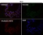 Anti-SATB2 Rabbit Monoclonal Antibody