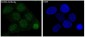 Anti-SATB2 Rabbit Monoclonal Antibody