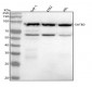 Anti-SATB2 Rabbit Monoclonal Antibody