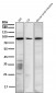 Anti-SATB2 Rabbit Monoclonal Antibody