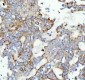 Anti-GM130 GOLGA2 Rabbit Monoclonal Antibody
