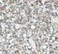 Anti-GM130 GOLGA2 Rabbit Monoclonal Antibody