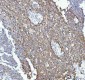 Anti-GM130 GOLGA2 Rabbit Monoclonal Antibody