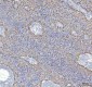 Anti-GM130 GOLGA2 Rabbit Monoclonal Antibody