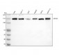 Anti-GM130 GOLGA2 Rabbit Monoclonal Antibody