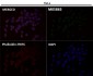 Anti-GM130 GOLGA2 Rabbit Monoclonal Antibody