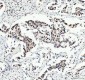 Anti-FUBP1 Rabbit Monoclonal Antibody
