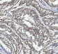 Anti-FUBP1 Rabbit Monoclonal Antibody