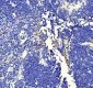 Anti-FUBP1 Rabbit Monoclonal Antibody