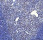 Anti-FUBP1 Rabbit Monoclonal Antibody