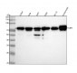 Anti-FUBP1 Rabbit Monoclonal Antibody