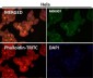 Anti-STAT3 Rabbit Monoclonal Antibody