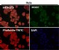 Anti-STAT3 Rabbit Monoclonal Antibody