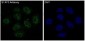 Anti-STAT3 Rabbit Monoclonal Antibody