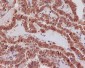Anti-STAT3 Rabbit Monoclonal Antibody