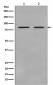 Anti-STAT3 Rabbit Monoclonal Antibody