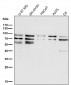 Anti-STAT3 Rabbit Monoclonal Antibody