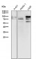 Anti-STAT3 Rabbit Monoclonal Antibody