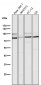 Anti-STAT3 Rabbit Monoclonal Antibody