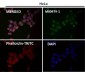 Anti-S100B/S100 Beta Rabbit Monoclonal Antibody