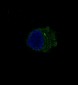 Anti-S100B/S100 Beta Rabbit Monoclonal Antibody