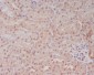 Anti-PELP1 Rabbit Monoclonal Antibody