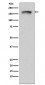 Anti-PELP1 Rabbit Monoclonal Antibody