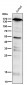 Anti-PELP1 Rabbit Monoclonal Antibody