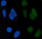 Anti-c-Jun Rabbit Monoclonal Antibody