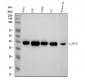 Anti-c-Jun Rabbit Monoclonal Antibody
