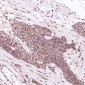 Anti-c-Jun Rabbit Monoclonal Antibody
