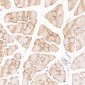 Anti-c-Jun Rabbit Monoclonal Antibody