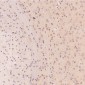 Anti-c-Jun Rabbit Monoclonal Antibody