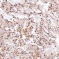 Anti-c-Jun Rabbit Monoclonal Antibody