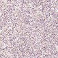Anti-STAT3 Rabbit Monoclonal Antibody