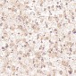 Anti-STAT3 Rabbit Monoclonal Antibody
