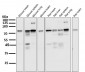 Anti-STAT3 Rabbit Monoclonal Antibody