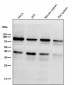 Anti-STAT3 Rabbit Monoclonal Antibody