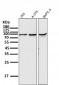 Anti-STAT3 Rabbit Monoclonal Antibody