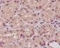 Anti-ARRB1/Beta Arrestin 1 Rabbit Monoclonal Antibody