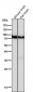 Anti-B Raf Rabbit Monoclonal Antibody