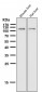 Anti-ABCG1 Rabbit Monoclonal Antibody