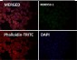 Anti-EpCAM/Trop1 Rabbit Monoclonal Antibody