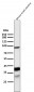 Anti-EpCAM/Trop1 Rabbit Monoclonal Antibody