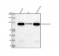Anti-PSD95 DLG4 Rabbit Monoclonal Antibody
