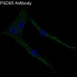 Anti-PSD95 DLG4 Rabbit Monoclonal Antibody