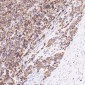 Anti-VDAC1/Porin Rabbit Monoclonal Antibody